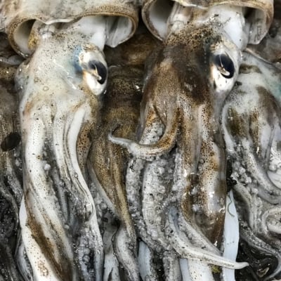 Fresh Fish - Ocean Made Seafood