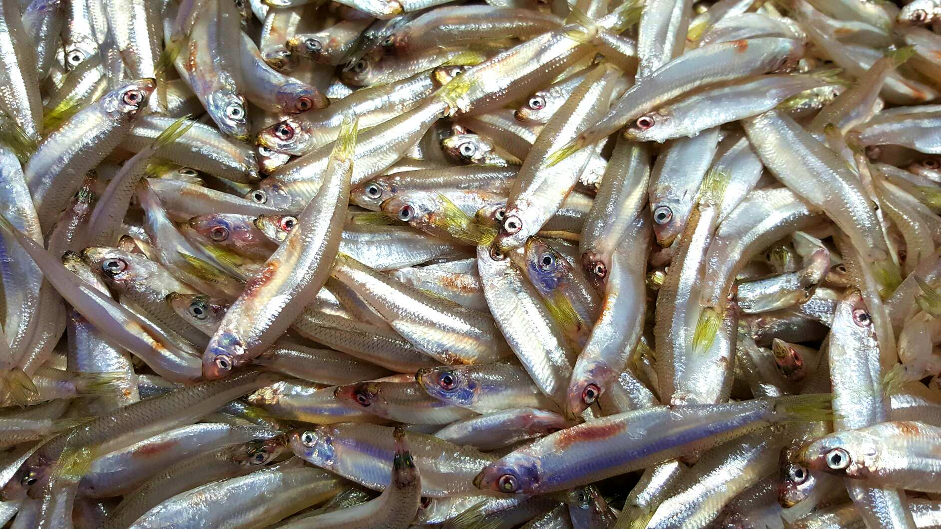 Fresh White Bait Ocean Made Seafood