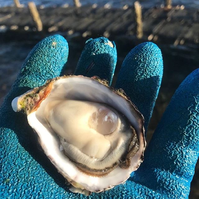Live Hand Selected Oysters Ocean Made Seafood