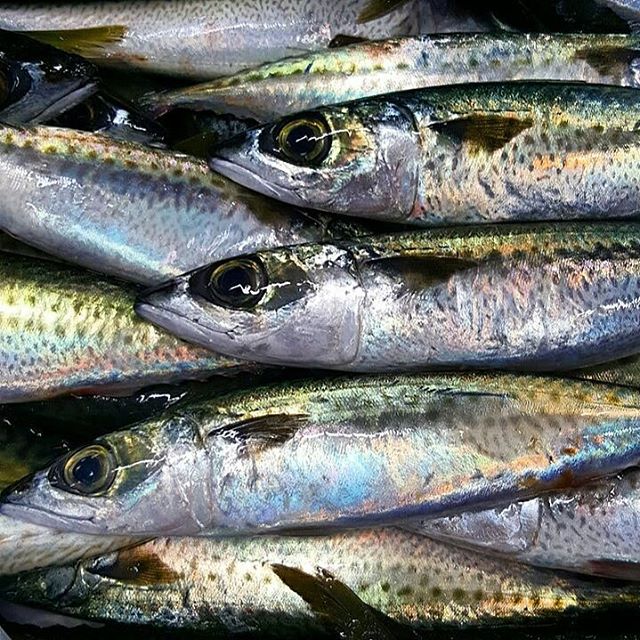 Blue Mackerel line caught Ocean Made Seafood
