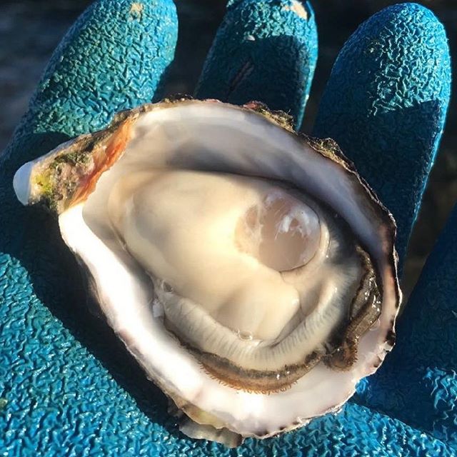 Oyster's are on point - Ocean Made Seafood Oyster's are on point - Ocean Made Seafood