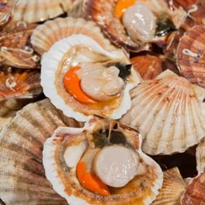 Scallops - Half Shell • Fresh • Harvey Bay • 1 Dozen