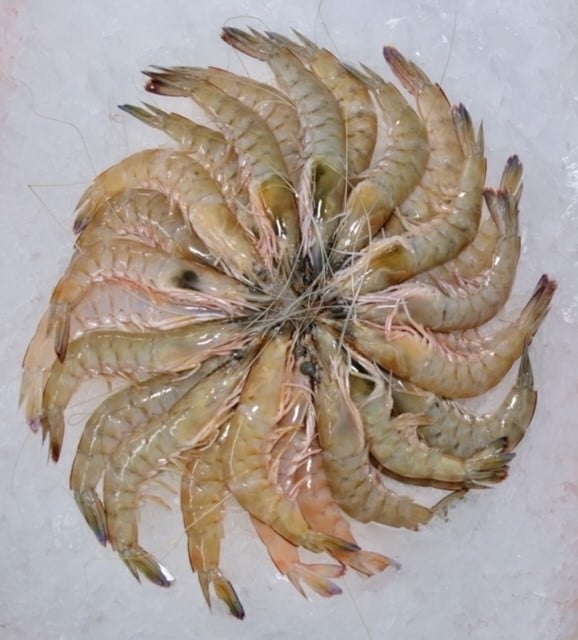 FRESH!! Lakes Entrance Green Prawns Ocean Made Seafood