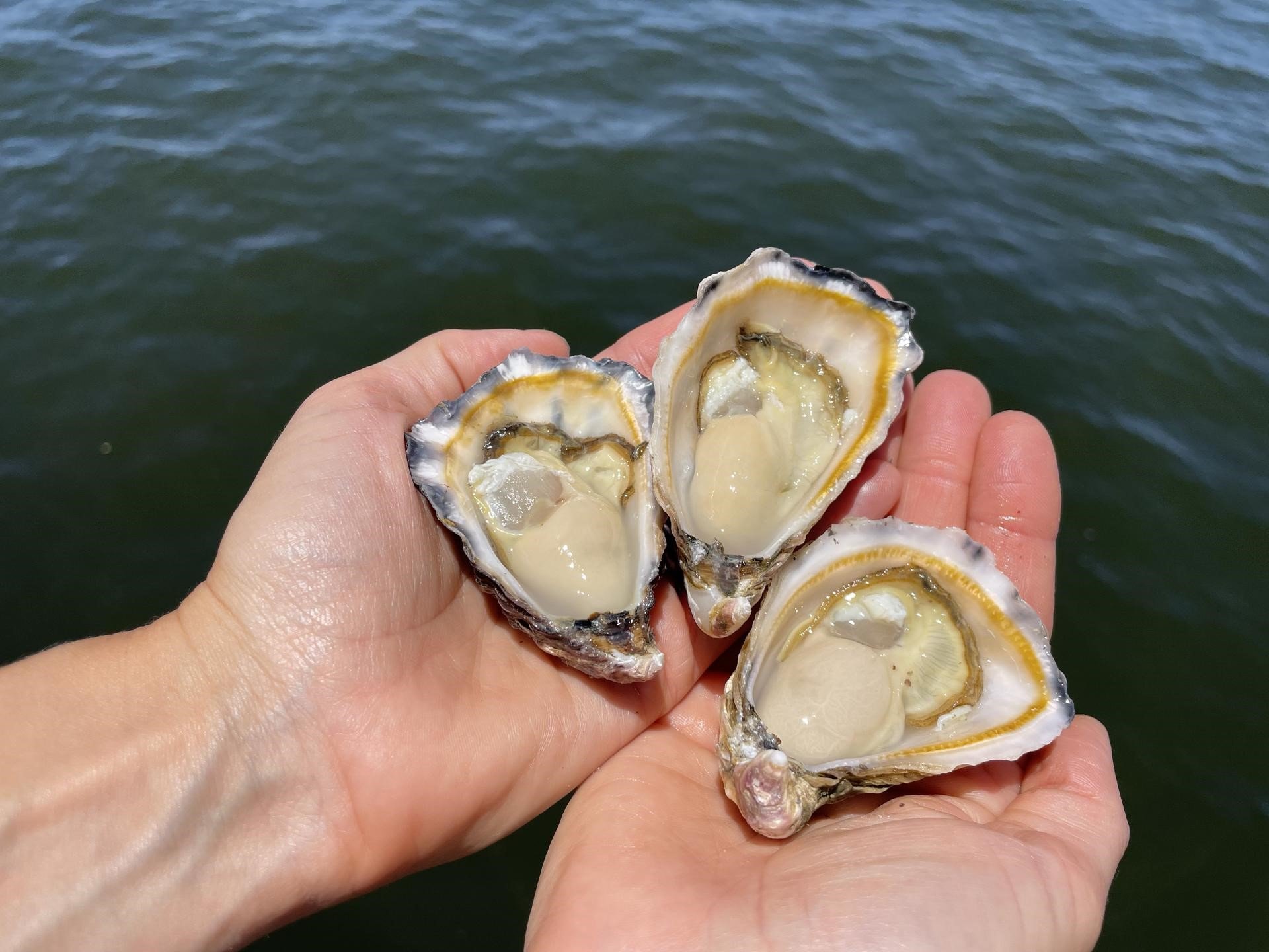 Albany Rock Oysters Ocean Made Seafood